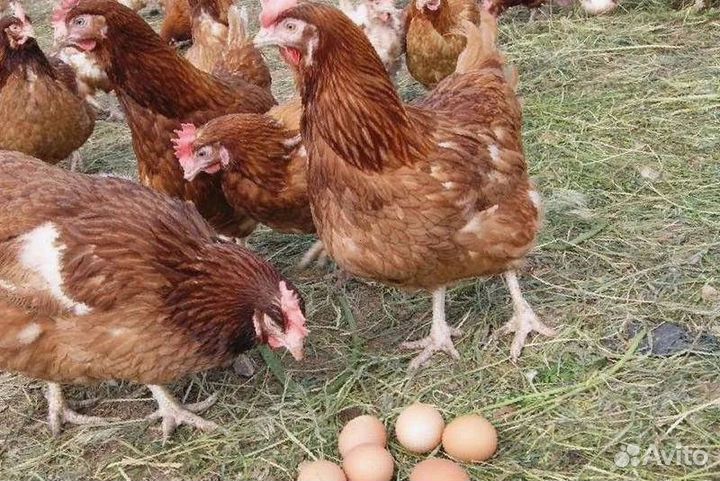 Куры Несушки с доставкой Ломан браун