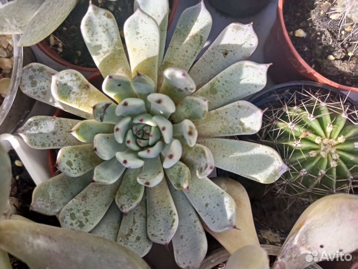 Суккуленты