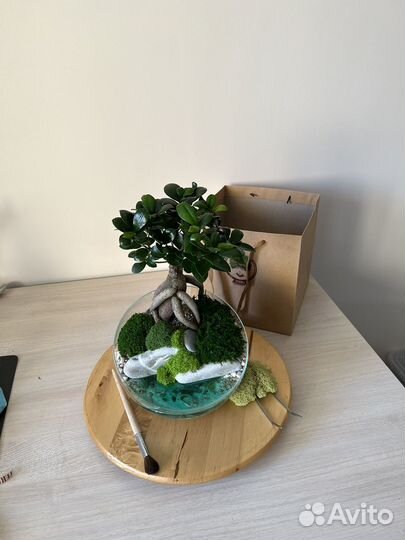 Флорариум с фикусом микрокарпа бонсай