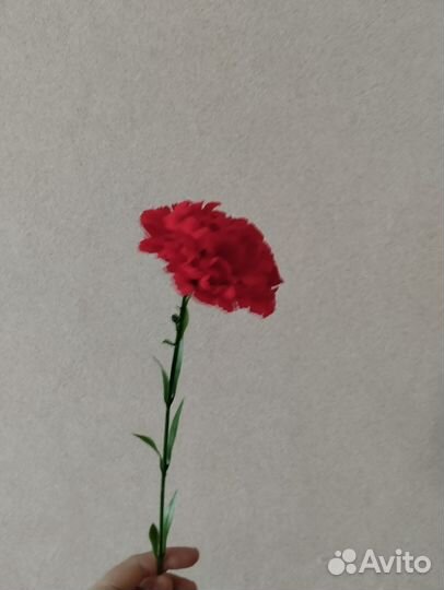 На 9 мая гвоздика