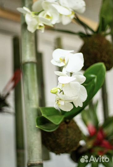 Кокедама, орхидея и другие цветы