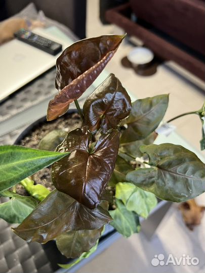 Сингониум Brocant