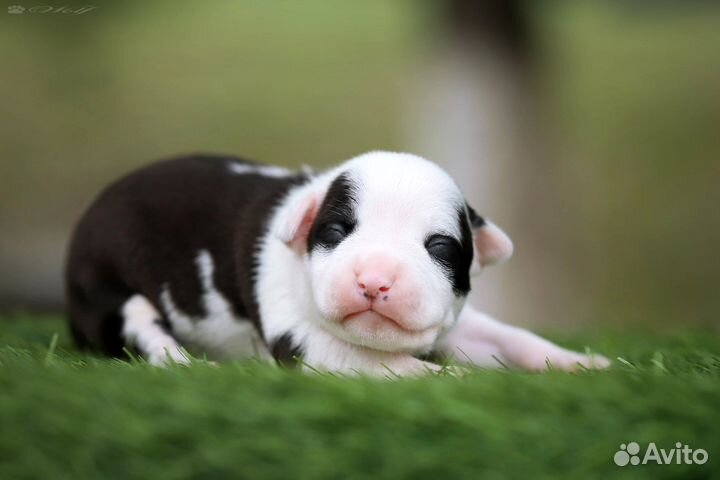 Щенки амстаффа