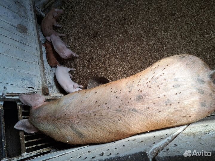 Супоросные свиноматки кантор, хряк породистый