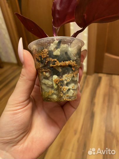 Калатея розеопикта бронь