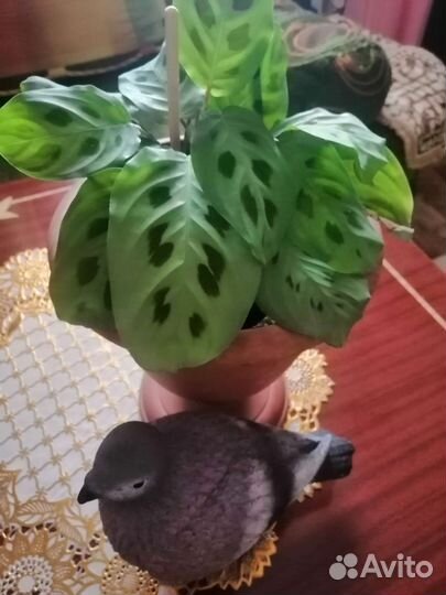 Комнатный цветок