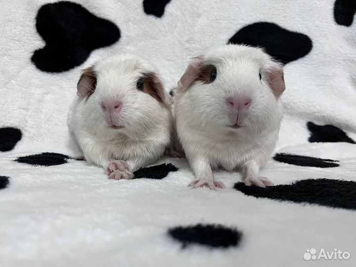 Морские свинки крестед кокетки
