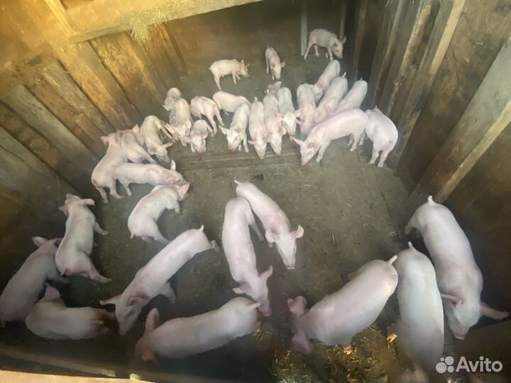 Поросята мясные