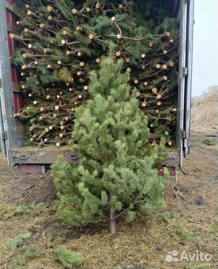 Сосна новогодняя оптом