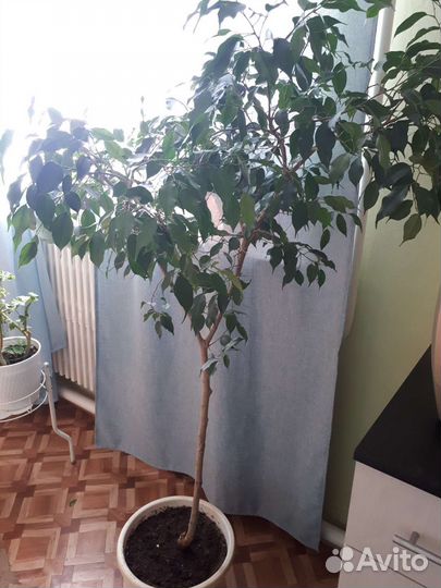 Фикус бенджамина большой