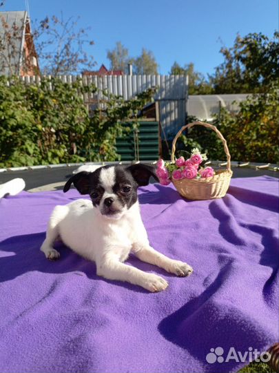 Чихуахуа мальчик