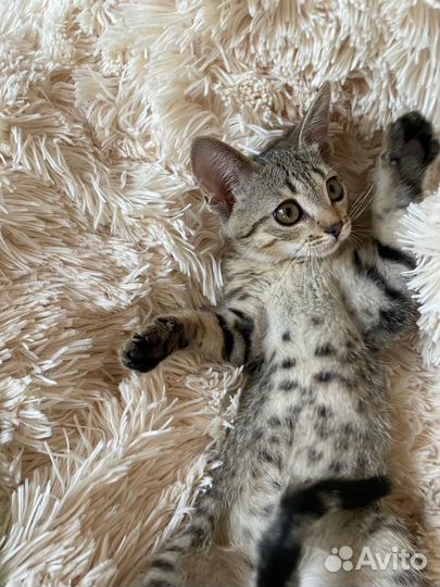 Котенок в добрые руки