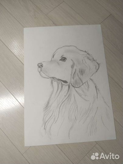 Рисунок собаки