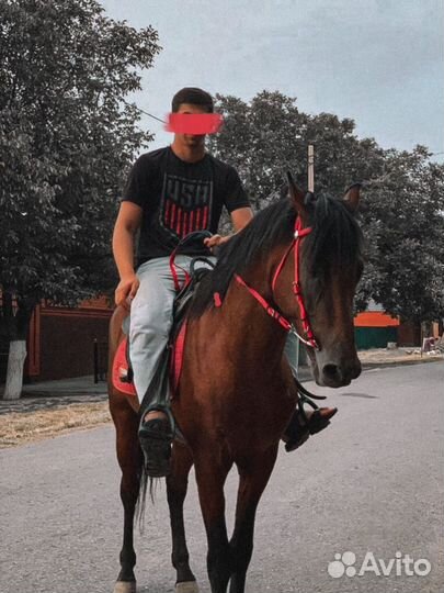 Жеребец Англ-карач