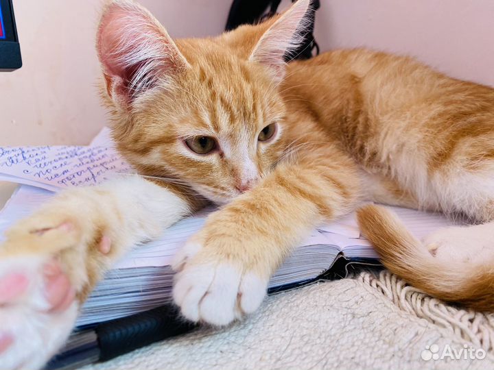Котёнок - солнышко