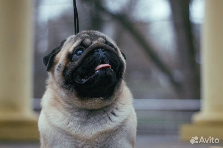 Вязка с шикарным кобелем мопса