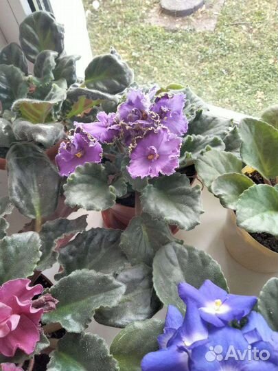 Фиалки в горшках