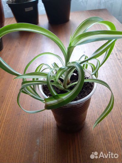 Хлорофитум кудрявый вариегатный