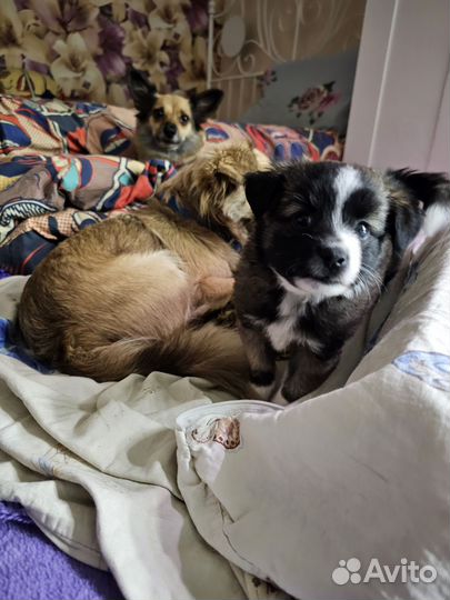 Мини щеночек