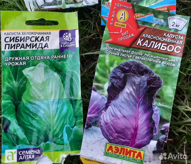 Рассада ранней капусты