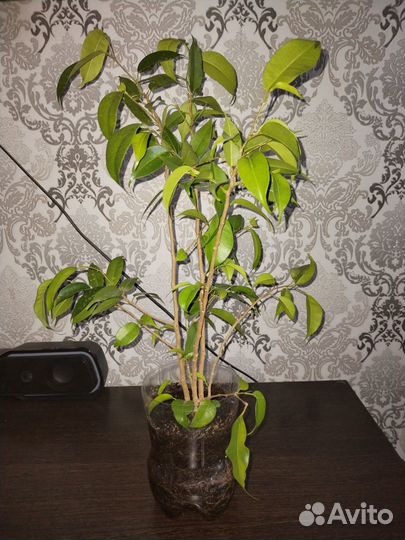 Фикус бенджамина наташа