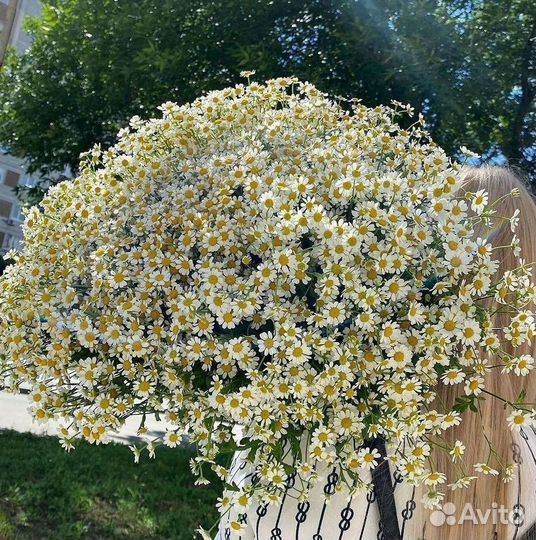 Цветы ромашки. Букеты ромашек. Цветы доставка