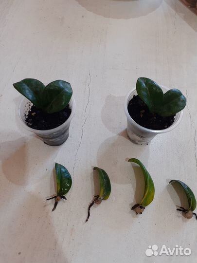 Замиокулькас зензи жук