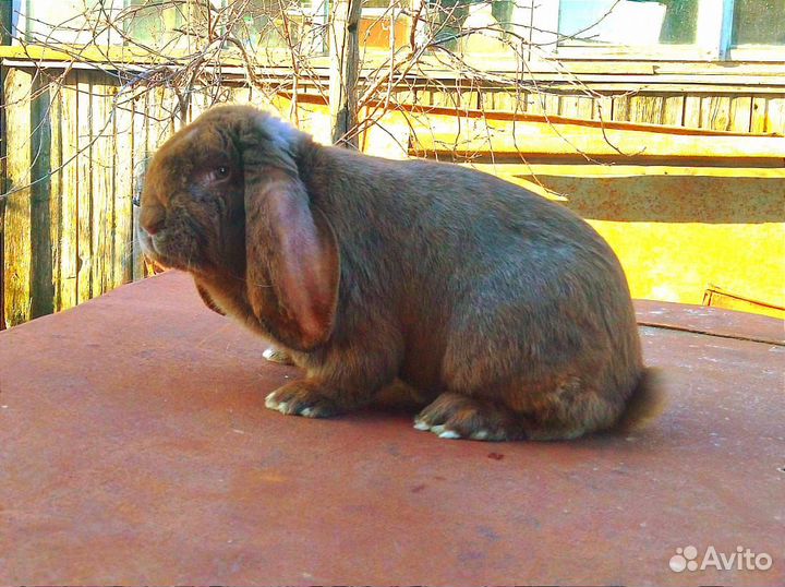Племенные самцы фр.барана для покрытия и продажи