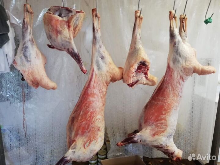 Мясо баранина