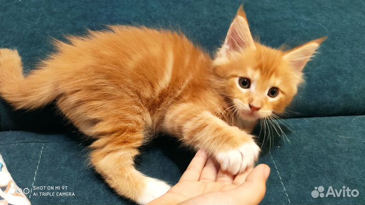 Котенок Мейн-кун