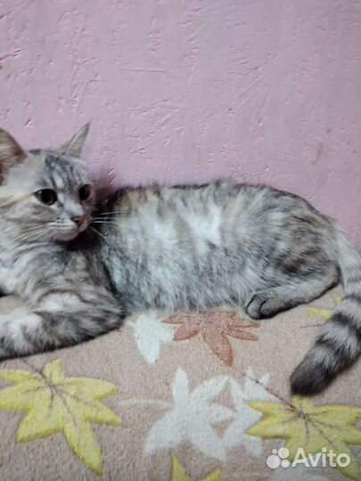 Кошка в дар