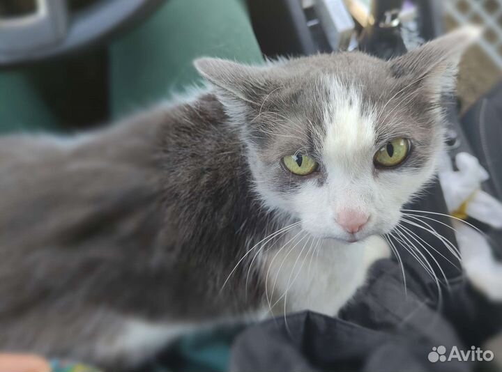 Котик в добрые руки