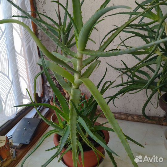 Столетники в горшке