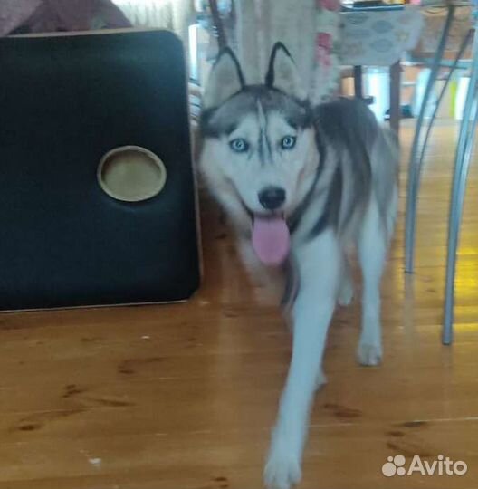 Сибирский хаски