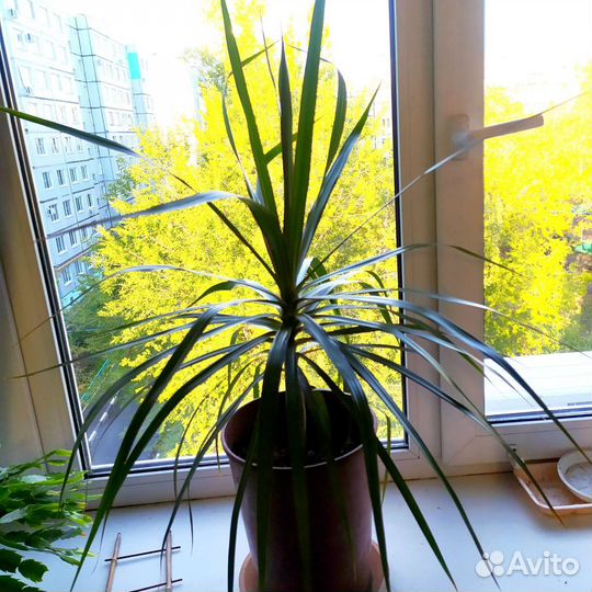 Пальма юкка