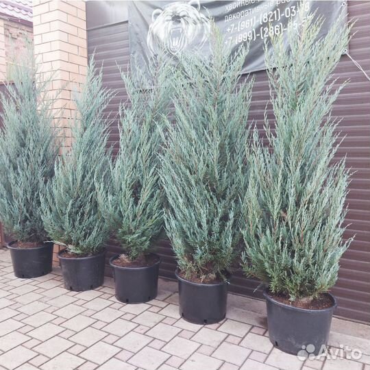 Можжевельники скальные вертикальные Блю Эрроу и Му
