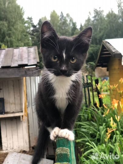 Котёнок Зорро в любящую семью