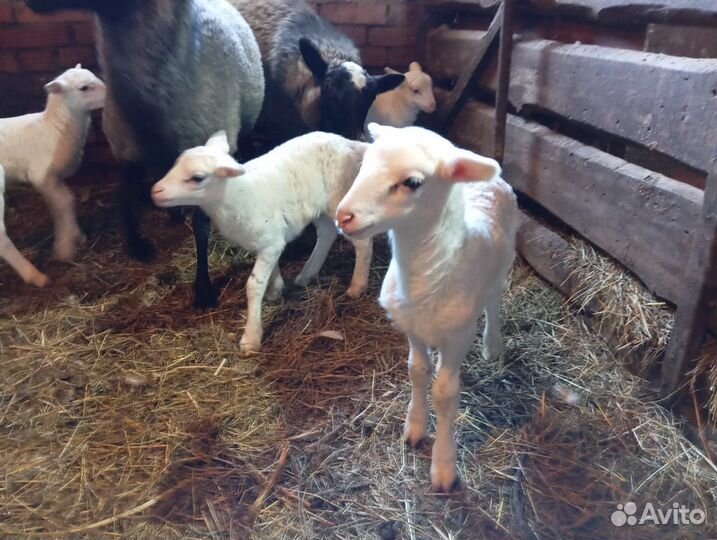 Овечки на племя - ярочки молочники