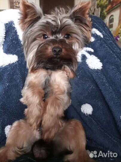 Йоркширский терьер вязка