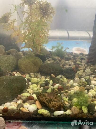 Гуппи эндлера