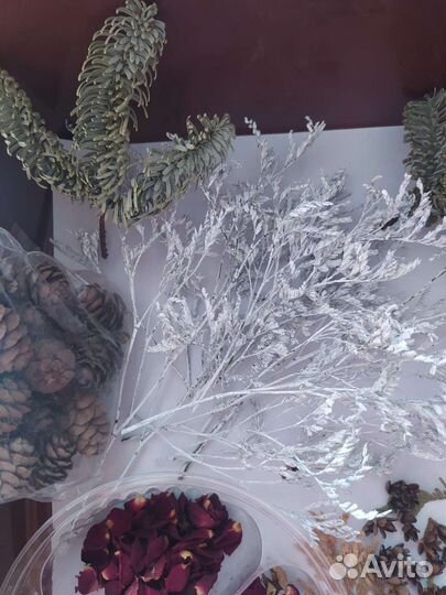 Сухоцветы для творчества