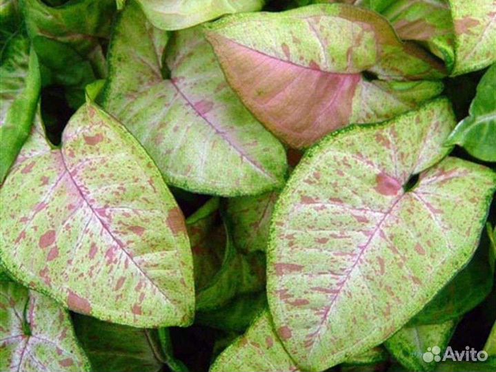 Наборчик из 6 сортов