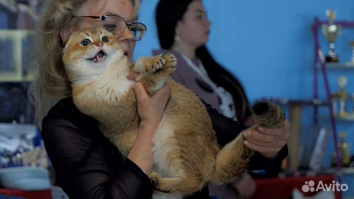 Шотландский золотой кот шиншила для вязки
