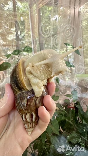 Улитки ахатины беЗоплатно