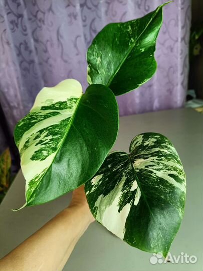 Монстера вариегатная Альба
