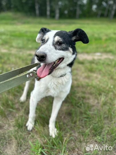 Собака с глазами разного цвета