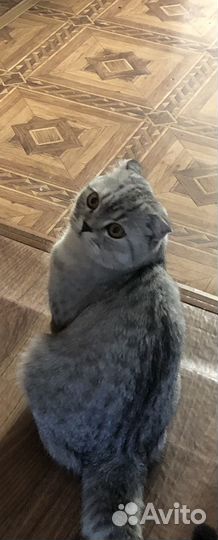 Шотландский вислоухий кот для вязки