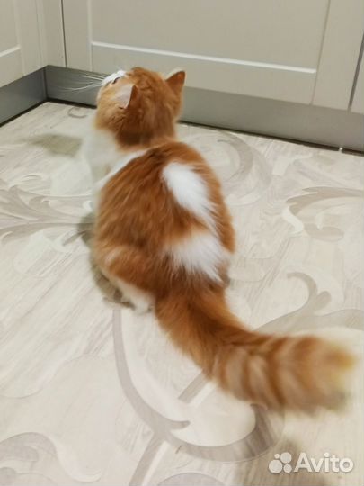 Шотландский котенок