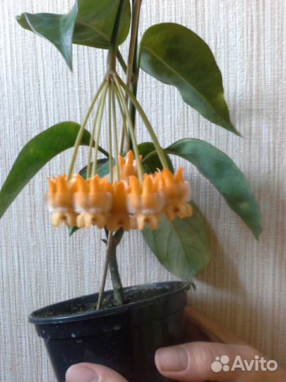 Хойя лазианта