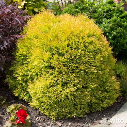 Туя западная, Кипарисовик, контейнер зкс